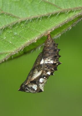Landkärtchen Puppe
