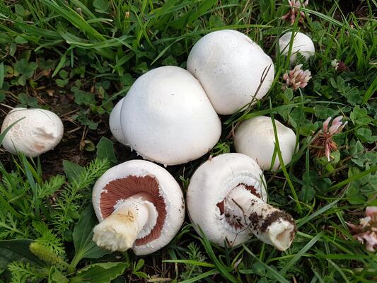 Wiesen-Champignons in einer Wiese