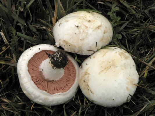 Wiesen-Champignons in einer Wiese