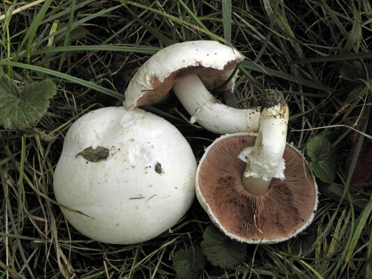 Wiesen-Champignons in einer Wiese