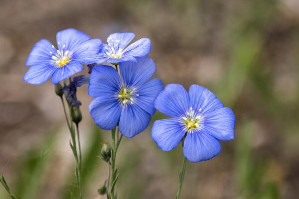 Österreichischer Lein
