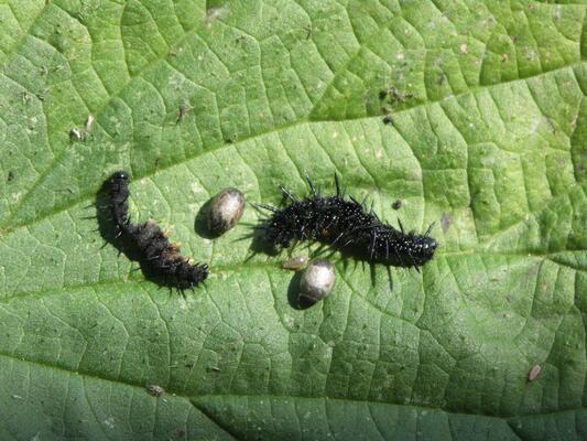 Tote Raupen mit Kokons eines Parasiten
