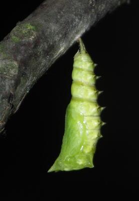 Kokon Tagpfauenauge