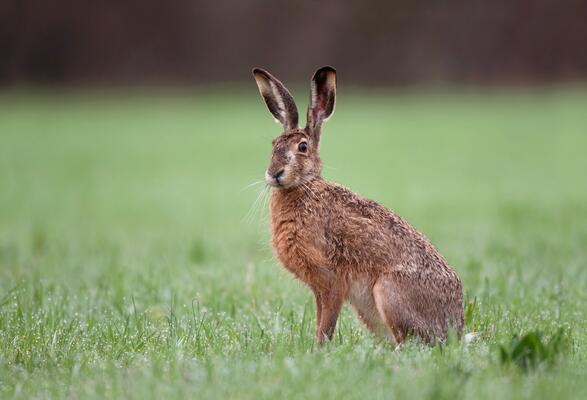 Brauner Hase im Gras sitzend