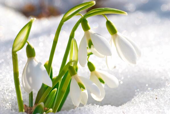 Schneeglöckchen im Schnee