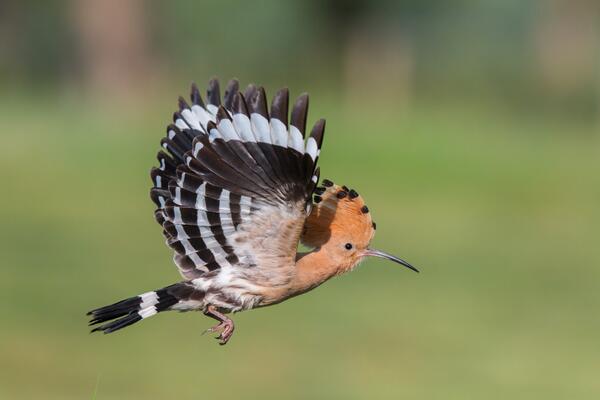 Wiedehopf im Flug