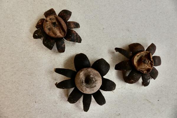 Brustwarzen-Erdstern (Geastrum corollinum) 