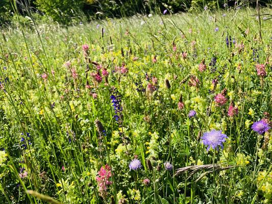 Naturnahe Begrünung