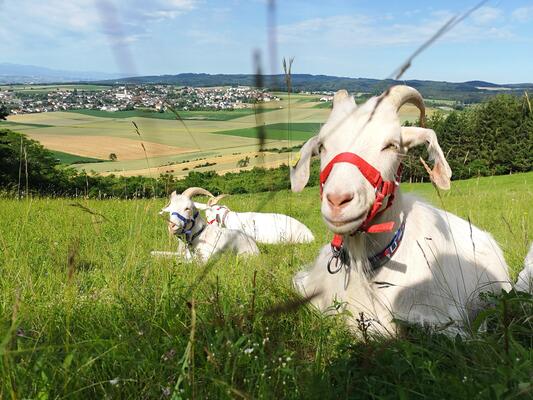 Kaschmirziegen auf der Weide