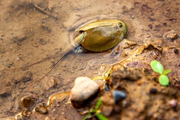 Triops