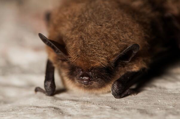 Liegende Fledermaus