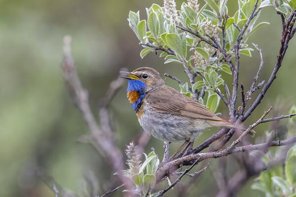 Blaukehlchen auf Ast