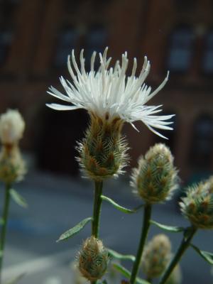 Sparrige Flockenblume