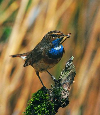 Weißsterniges Blaukehlchen