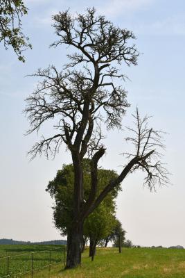 birnbaumzeile_agrarplus_c_josef-penzendorfer_non-amstetten.jpg