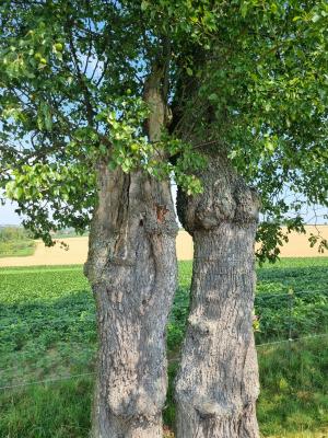 Birnbaum 