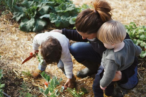 Kinder ernten im Naschgarten