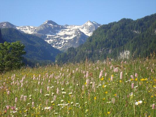 Wiese mit Berg im Hintergrund