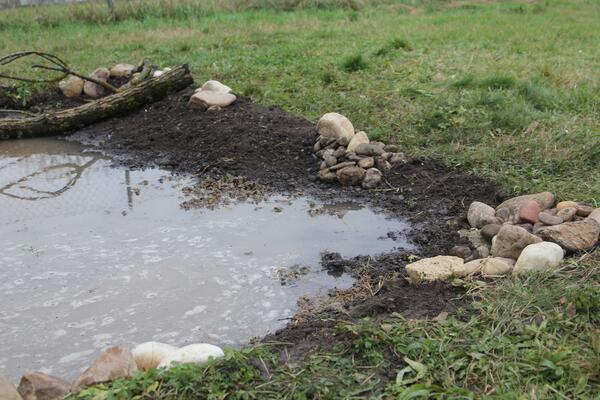 Wasserlacke in Wiese und Steinen am Rand