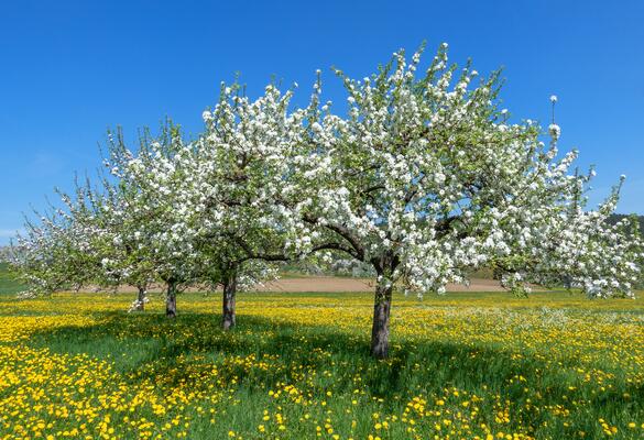 Mehrere Apfelbäume auf einer Wiese