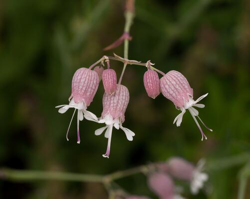taubenkropf-lichtnelke (Silene vulgaris)