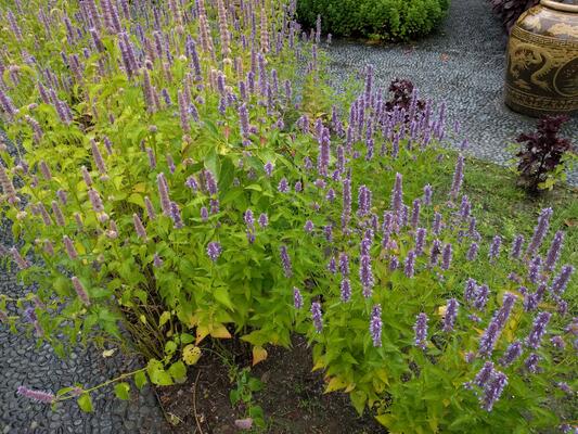 Agastache foeniculum