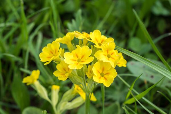 Wiesen-Schlüsselblume