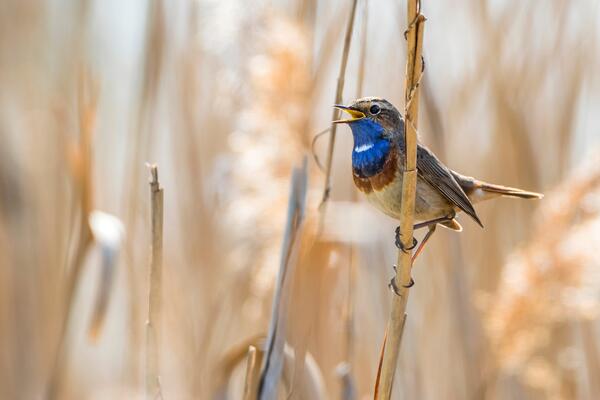 Blaukelchen