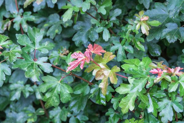 Feldahorn (acer compestre)