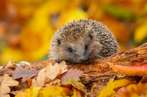 nuetzlinge und schaedlinge Igel