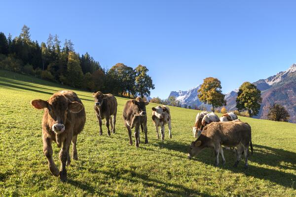 Kühe auf einer grünen Wiese