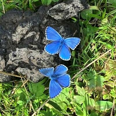 Himmelblauer Bläuling
