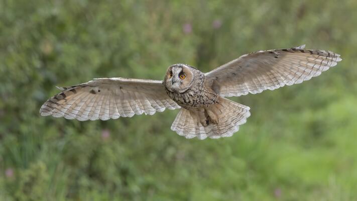 Steinkauz im Flug