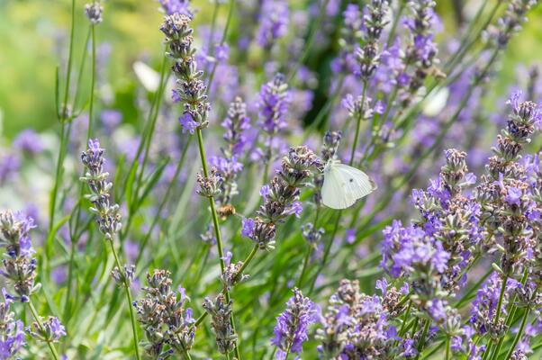 Weißer Schmetterling auf lila Lavendel