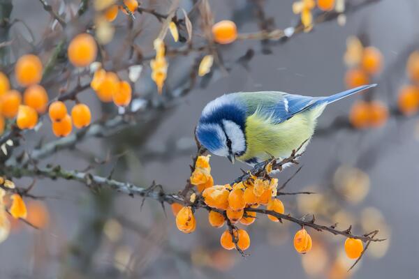 Blaumeise (Cyanistes caeruleus)