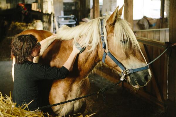 Haflinger im Stall