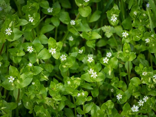 Grüne Blume mit weißen Blüten