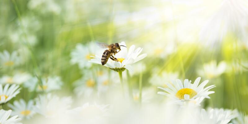 Biene auf Gänseblümchen