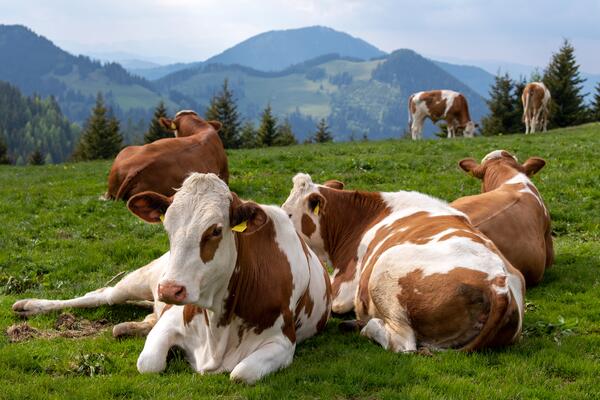Mehrere Rinder auf einer Weide in Österreich