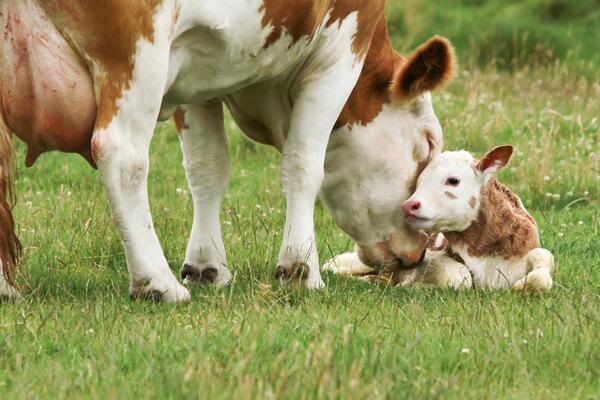 Neugeborenes Kalb und die Mutter