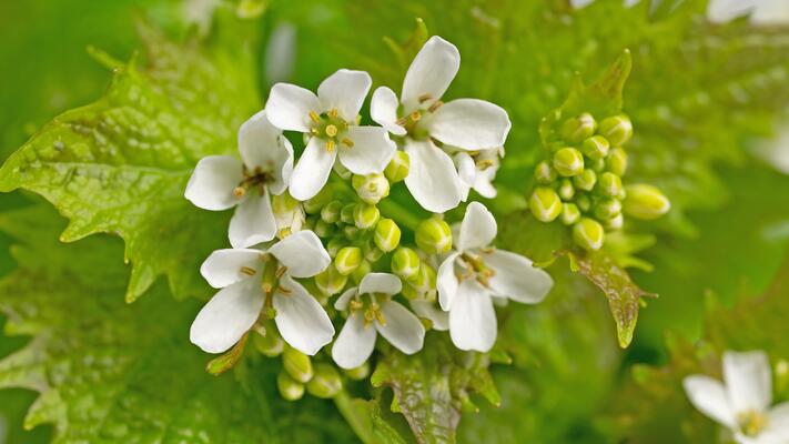 Blühende Knoblauchrauke
