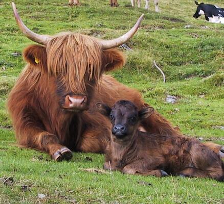Schottisches Hochlandrinderkalb und die Mutter