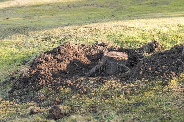 Alter Baumstumpf im Garten