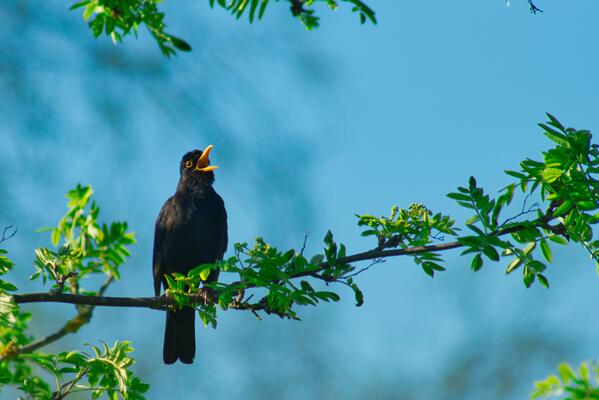 Singende Amsel
