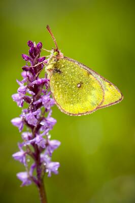 Schmetterling Weißklee Gelbling auf einer Orchidee
