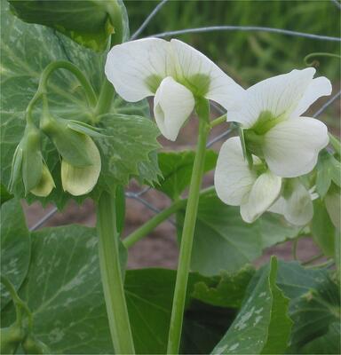 Weiße Erbsenblüten