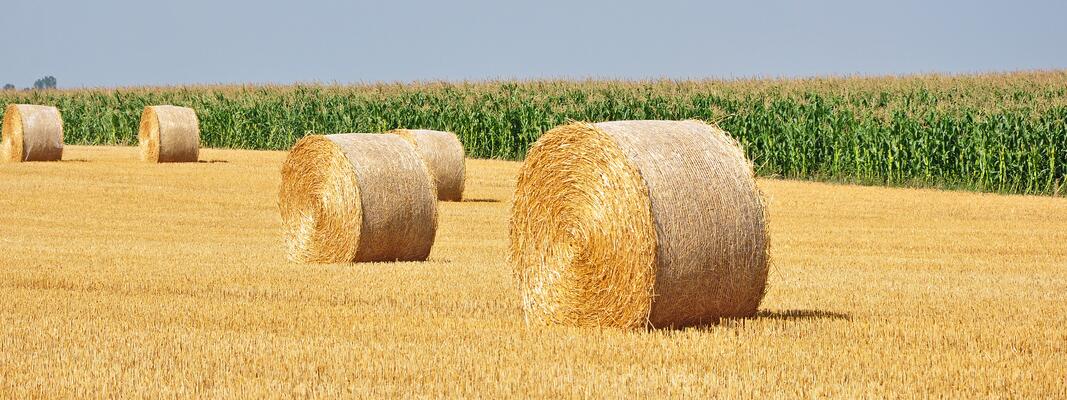 Strohballen auf einem Feld
