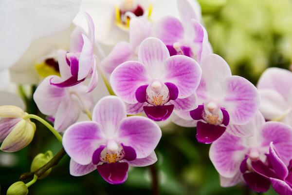 Orchideenblüte 