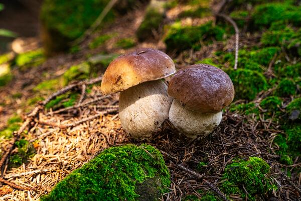 Steinpilze auf dem Waldboden