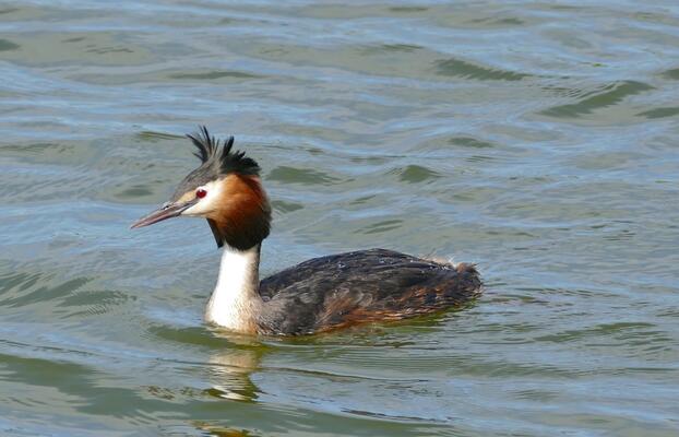 Haubentaucher (Podiceps cristatus)